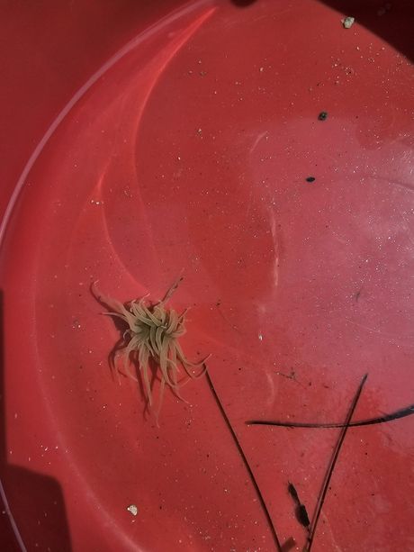 Mirela Isabela Dragan Mirela Isabela Dragan