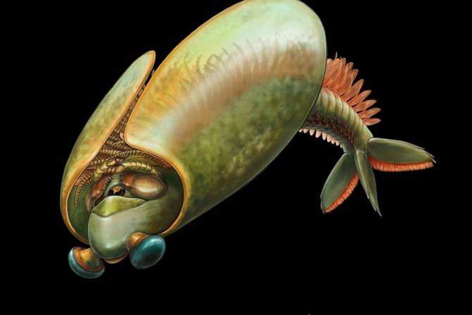 Odaraia alata Odaraia alata