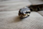 Osetite li ovaj neobičan miris u kući, ne ignorišite ga: Može ukazivati na prisustvo zmije otrovnice