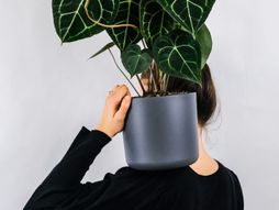 anturijum, srcoliki anturijum, biljka