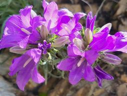 Divlje orhideje rastu u Ovčarsko-kablarskoj klisuri