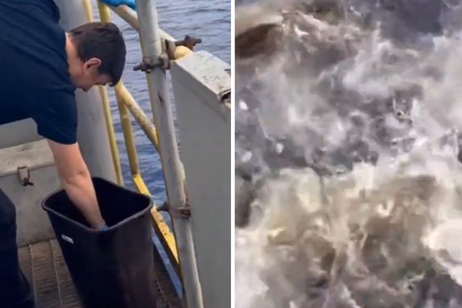 Jato ajkula Jato ajkula