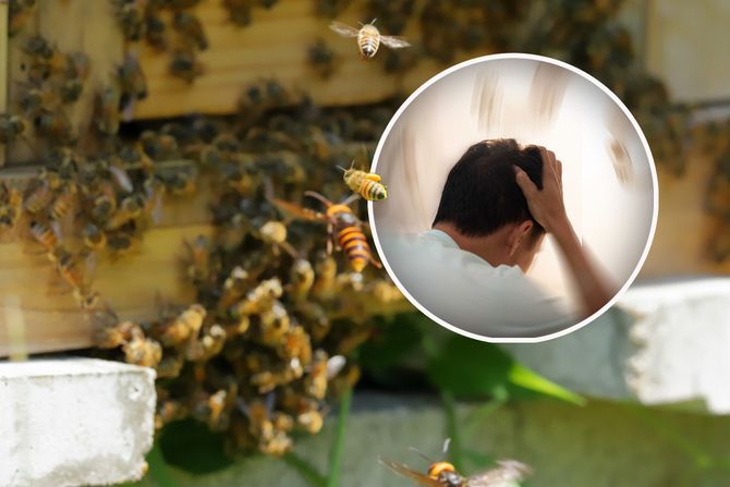 Ose roj osa napad na čoveka Ose roj osa napad na čoveka