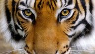 Ovako izgleda trenutak strave: Tigar ščepao veterinarku za jaknu, jedva su ga obuzdali (UZNEMIRUJUĆE)