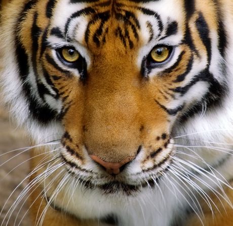 Tigar