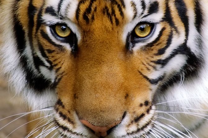 Tigar Tigar