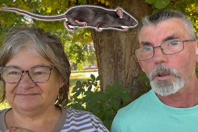 invazija pacova invazija pacova