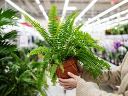 paprat, biljka, saksija