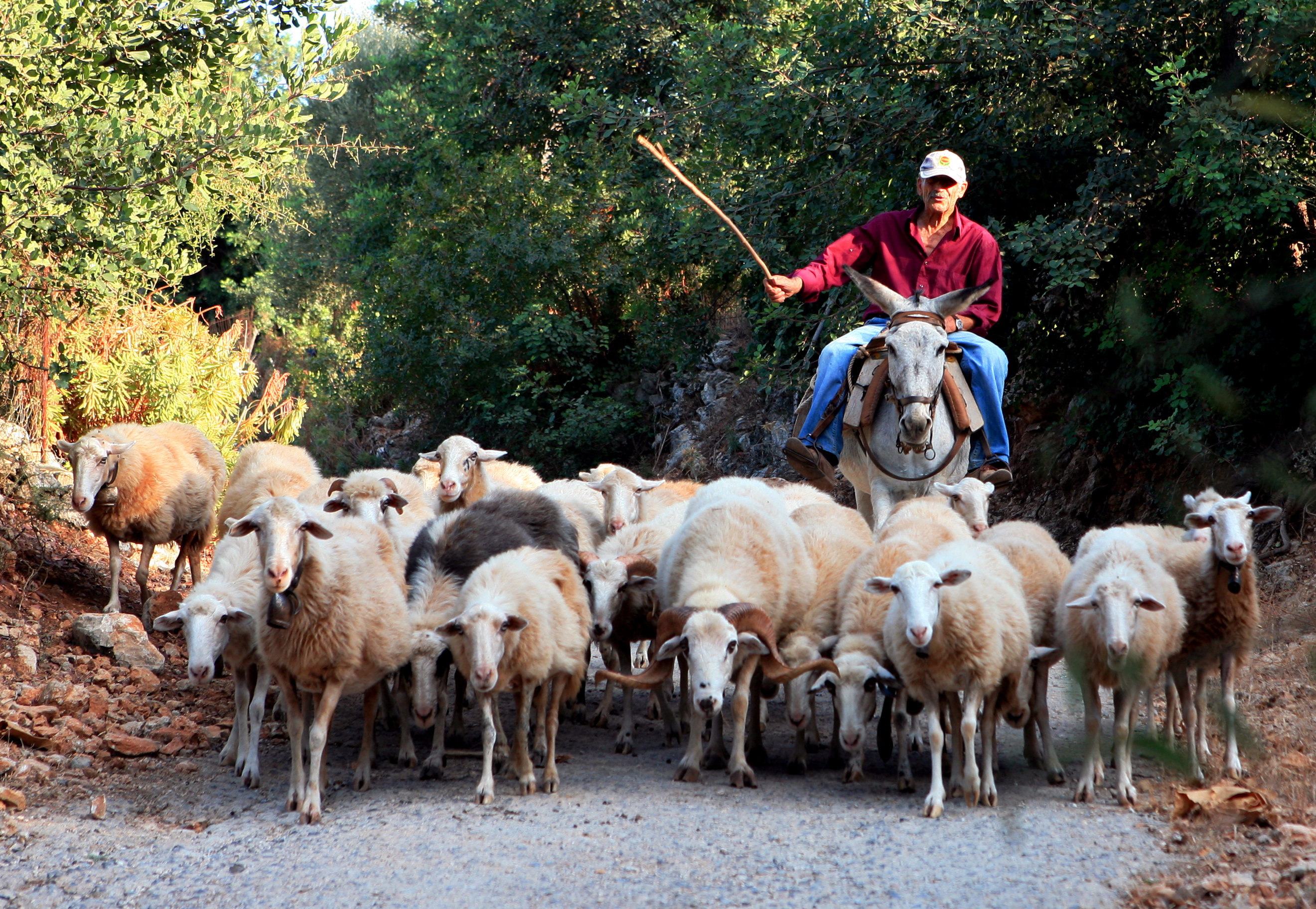 Crnogorac mesecima sve plaćao lažnim novcem: Kupovao stoku, namirnice, ogrev, a sad pao u ruke policiji