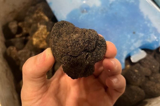 Zaplenjeni tartufi Zaplenjeni tartufi