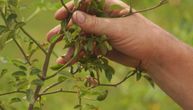 Sada je pravo vreme za ovu biljku: Puna je vitamina C, ali je većina priprema pogrešno