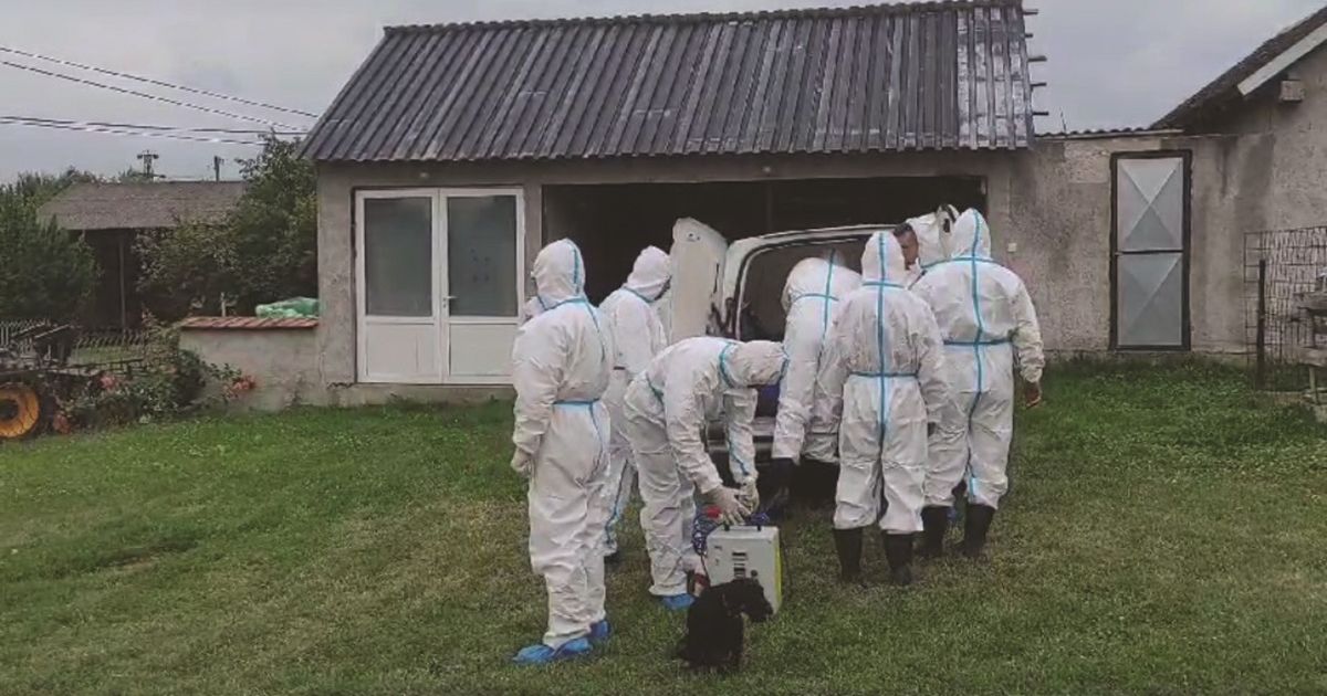 Appeal to citizens after the appearance of African Swine Fever in Topola: "Contact the competent veterinary stations"