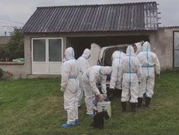 Koceljeva, afrička kuga svinja