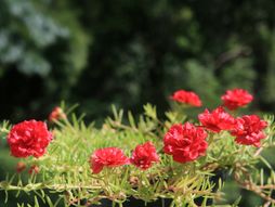 prkos, cvet prkos, cveće, biljka, saksija, bašta