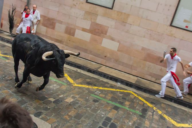 bik nabio na rogove bik nabio na rogove