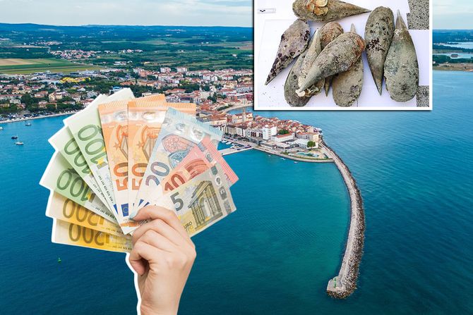 Istra školjke periske Umag