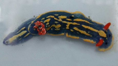 morski golać Hypselodoris festiva