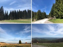 Šuma planina Golija Fičer