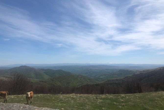 Šuma planina Golija