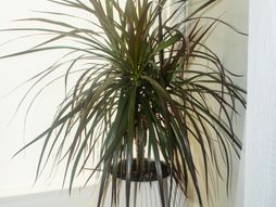 dracena, biljka
