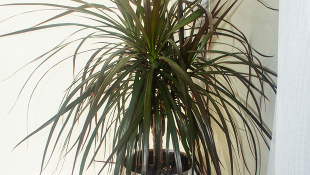 dracena, biljka