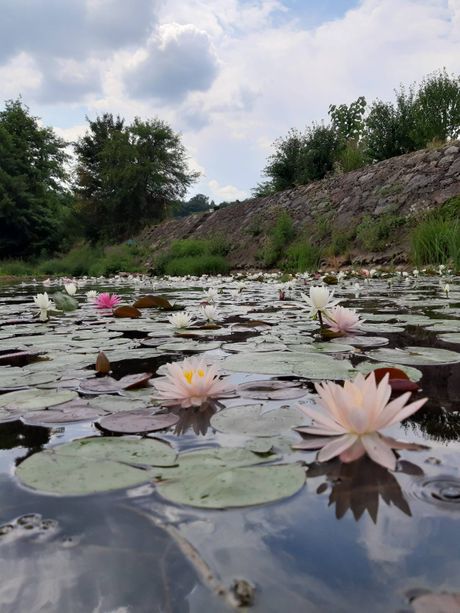 Gamzigradska banja, lokvanji