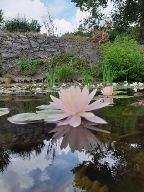 Gamzigradska banja, lokvanji