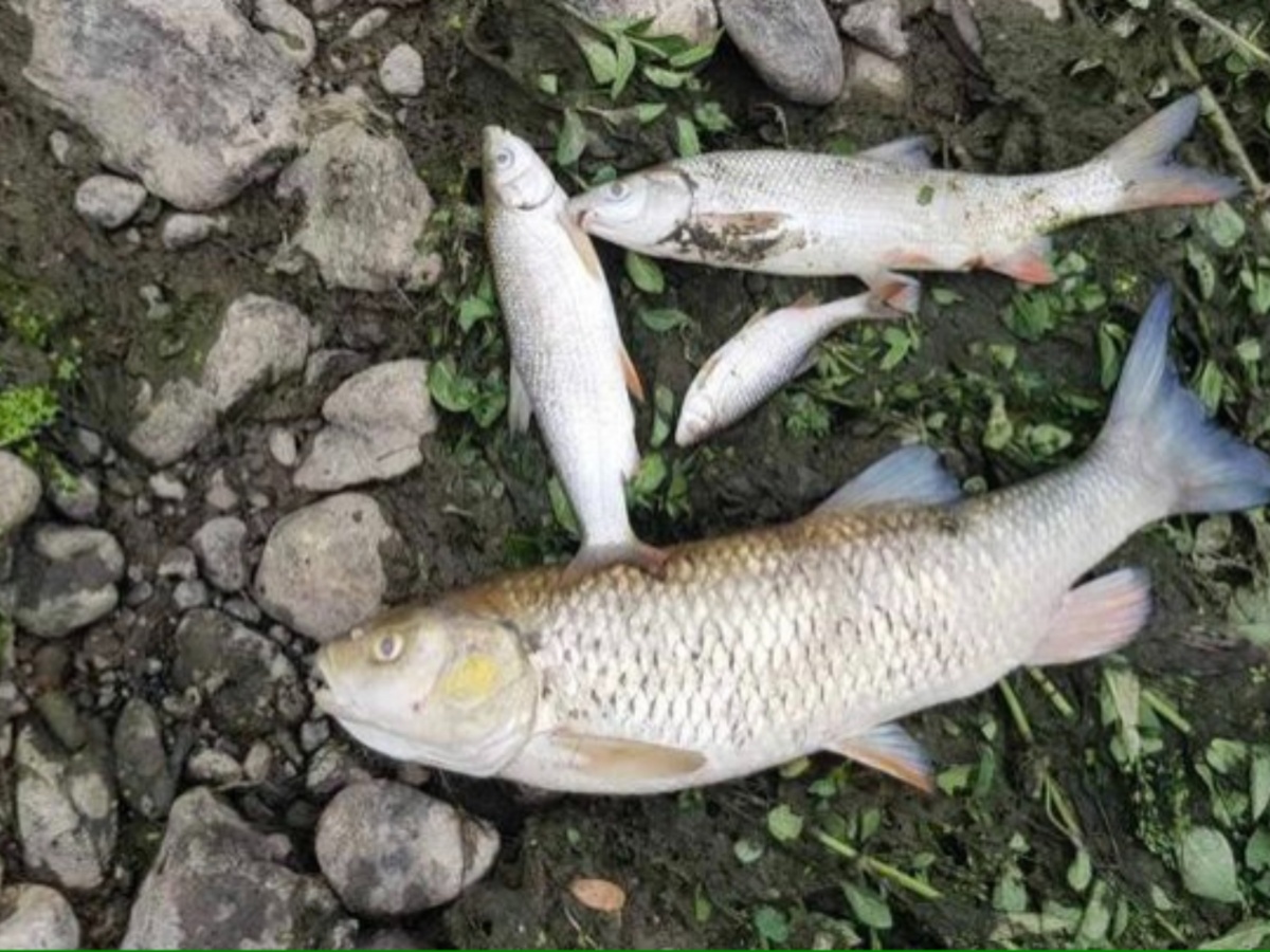 ALARM NA SAVI! Veliki pomor ribe, uzeti uzorci vode zbog sumnje na zagađenje