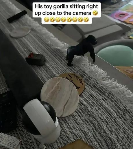 Gorila u stanu Gorila u stanu