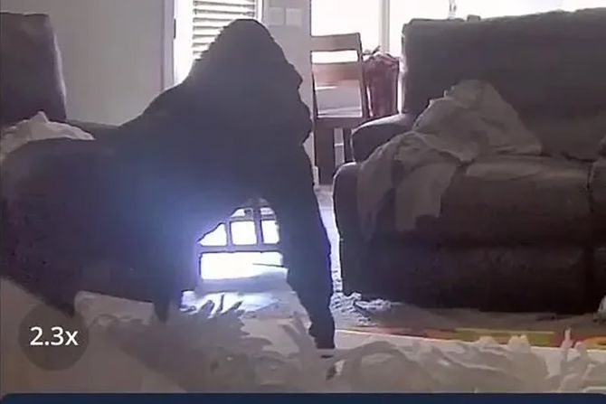 Gorila u stanu Gorila u stanu