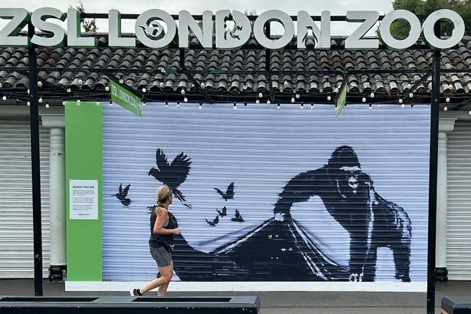 Londonski zoološki vrt uklonio Benksijev mural sa gorilom da bi ga sačuvao