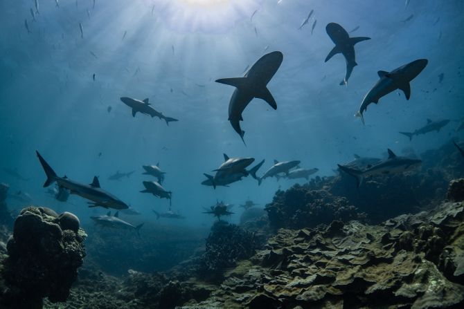 jato ajkula jato ajkula