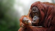 Orangutani pred iščezavanjem: Stradaju u požarima, love ih zbog mesa, raseljavaju i kradu njihove bebe