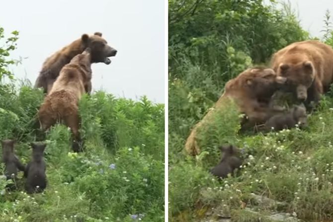 hrabra medvedica hrabra medvedica