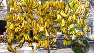 „Bananapokalipsa je blizu“: Biolozi veruju da su otkrili ključ za preživljavanje omiljenog voća