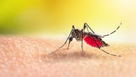 Batut Institute: 62 West Nile fever cases registered in Serbia, 21 in this city