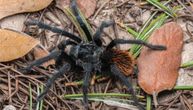 Da li će klimatske promene dovesti do izumiranja novootkrivene vrste tarantule?