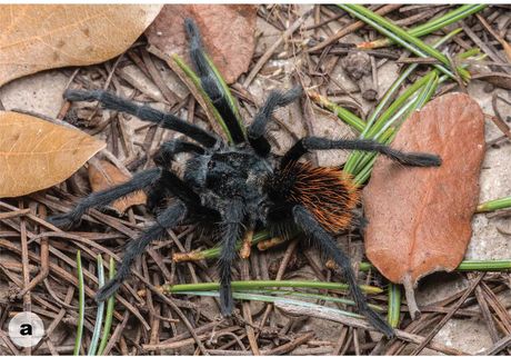 tarantula Aphonopelma jacobii