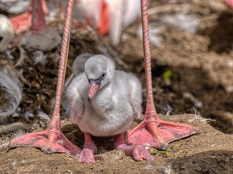 Flamingo mladunče