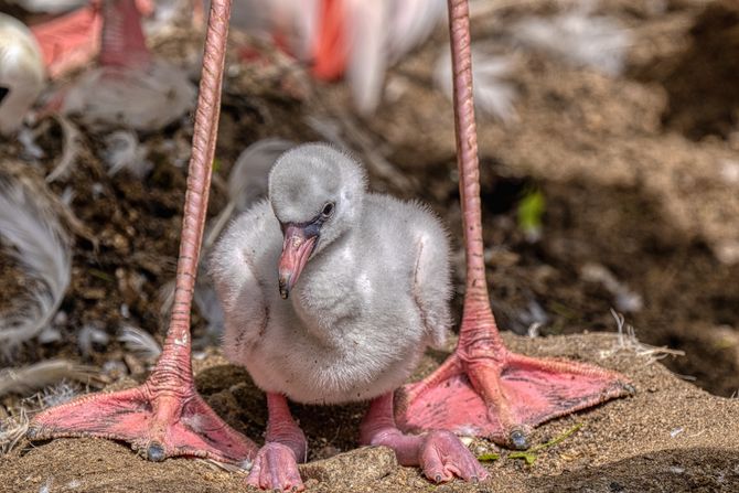 Flamingo mladunče