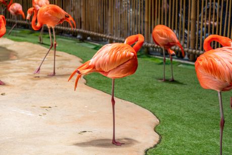 Flamingo