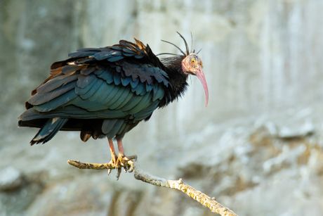 Severni ćelavi ibis, Geronticus eremita