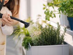 ruzmarin, biljka, negovanje biljke, začin