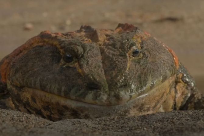 Beelzebufo, đavolja žaba