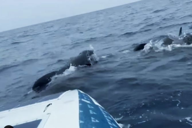 Sudar sa kitom Sudar sa kitom