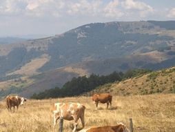 Golija, selo šaronje okolina