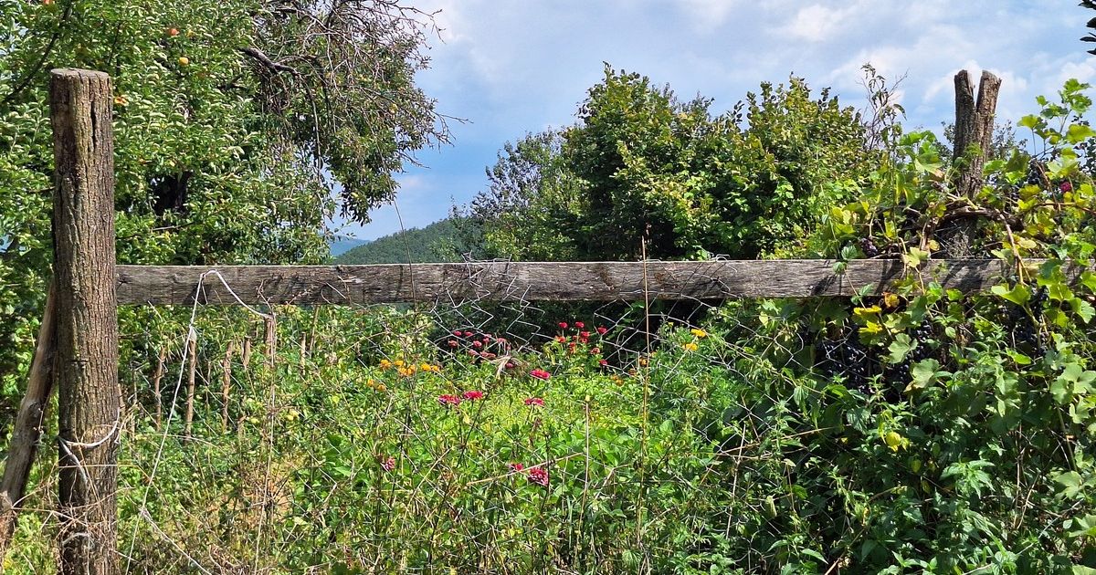 Najdirljiviji video sa srpske planine kruži mrežama: Popeli se na drvo, dozivali majku, usledio filmski obrt