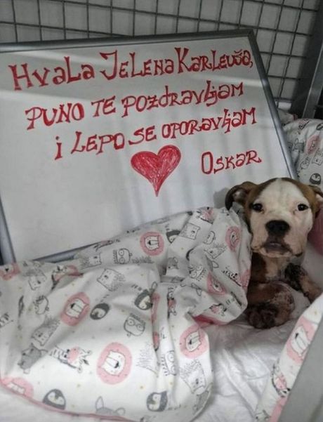 Jelena Karleuša Jelena Karleuša