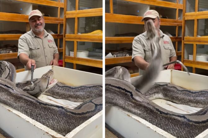 napad pitona napad pitona