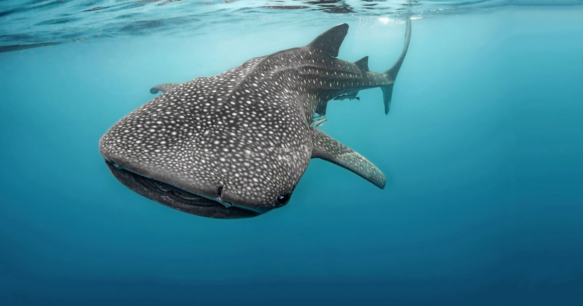 Novi snimak iz Istre: Ajkula od sedam metara uliva strah ribarima i turistima kod Pule